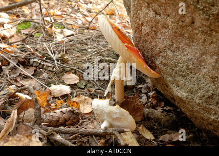 Ein Pilze Fliegenpilz, Amanita Muscaria, Helsinki, Finnland, Europa. Stockfoto