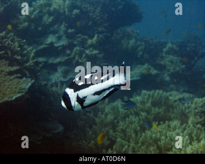 Juvenile schwarz Schnapper, Macolor Niger Januar 2008, Similan Inseln, Andamanensee, Thailand Stockfoto