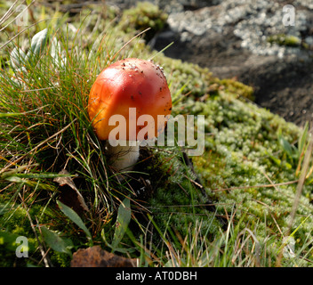 Young Fly Agaric Amanita Muscaria, Helsinki, Finnland, Europa. Stockfoto