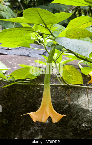 Datura Stramonium tropischen giftige Pflanze gefunden in der Nähe von Wasserfällen in Doi Inthanon Chiang Mai Thailand Stockfoto