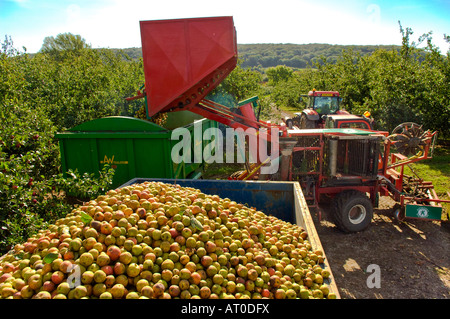 Entladung Trichter der Maschine geerntet Mostäpfel an Thatchers Cider Obstgarten Sandford Somerset in England Stockfoto
