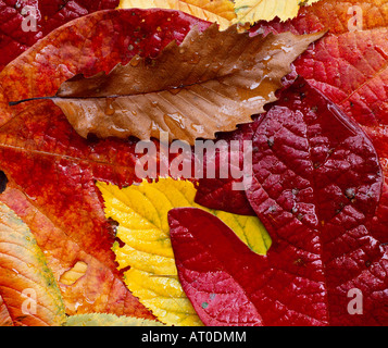 Bunte Blätter im Herbst Stockfoto