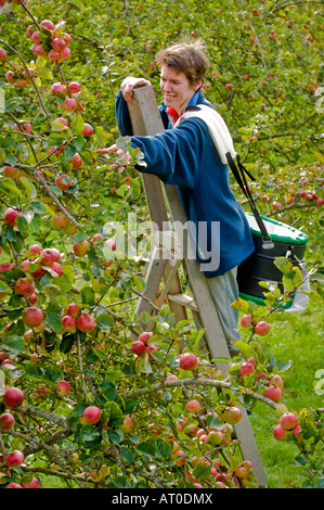 Traditionelle Apfelwein Apfel pflücken Burrington Court Somerset England Stockfoto