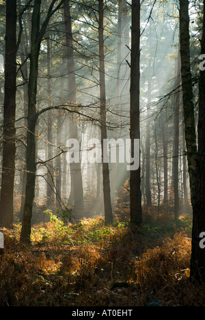 Winter Sonne Shafting durch Bäume in der Royal Forest of Dean Gloucestershire UK Stockfoto