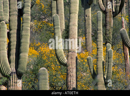 Saguaro-Kaktus und ein Frühling Wildblumen blühen im Ventana Canyon in Tucson Arizona Stockfoto