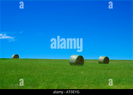 Hay rollt im Fahrerlager Stockfoto