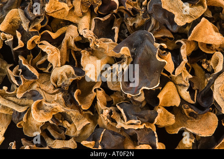 Chinesische/asiatische Pilze Muerr Mu-Err Pilz schwarz Stockfoto