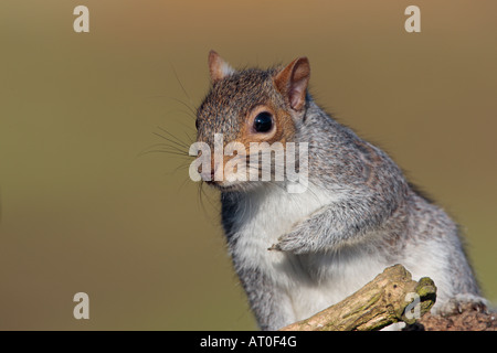 Graue Eichhörnchen Sciurus Carolinensis hautnah Potton Bedfordshire Stockfoto
