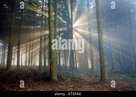 Winter Sonne Shafting durch Bäume in der Royal Forest of Dean Gloucestershire UK Stockfoto