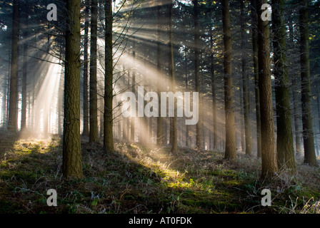 Winter Sonne Shafting durch Bäume in der Royal Forest of Dean Gloucestershire UK Stockfoto