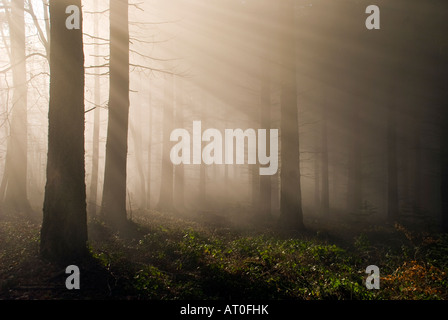 Winter Sonne Shafting durch Bäume in der Royal Forest of Dean Gloucestershire UK Stockfoto