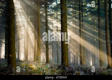 Winter Sonne Shafting durch Bäume in der Royal Forest of Dean Gloucestershire UK Stockfoto