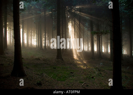 Winter Sonne Shafting durch Bäume in der Royal Forest of Dean Gloucestershire UK Stockfoto