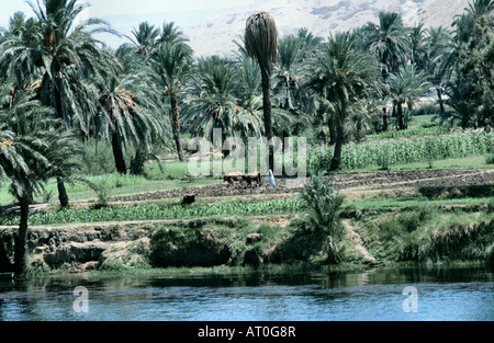 Am Ufer des Nils Pflüge eine ägyptische Bauer sein Feld Stockfoto