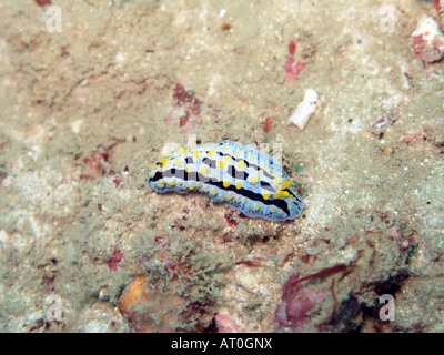 Phyllidia Coelestis Nacktschnecken Februar 2008, Surin Inseln, Andamanensee, Thailand Stockfoto