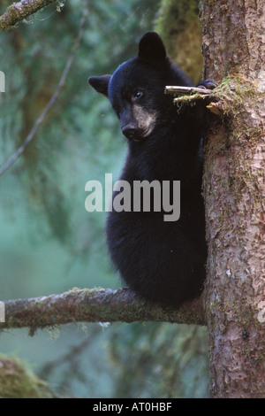 Schwarzbär Ursus Americanus Frühjahr Jungtier in einem Baum entlang der südöstlichen Alaska Anan Creek Tongass National Forest Stockfoto