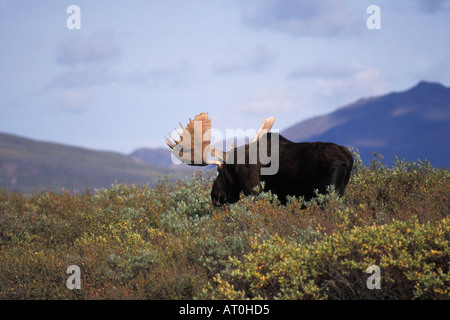 Elch-Alces Alces Stier, der gerade seine samt Schuppen führt durch Herbst Tundra Alaska Range Denali Nationalpark, Alaska Stockfoto