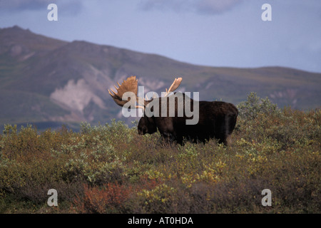 Elch-Alces Alces Stier, der gerade seine samt Schuppen führt durch Herbst Tundra Alaska Range Denali Nationalpark, Alaska Stockfoto