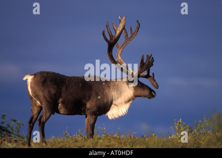 Rangifer Tarandus Caribou Stier im Denali-Nationalpark innen Alaska Stockfoto