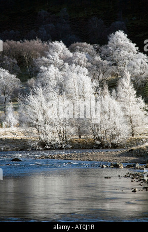 Reif an gefrorenen Bäumen am Flussufer; der Fluss Clunie und Milchbirken. Kalte winterlandschaften im januar in Braemar, Aberdeenshire, Schottland, Großbritannien Stockfoto