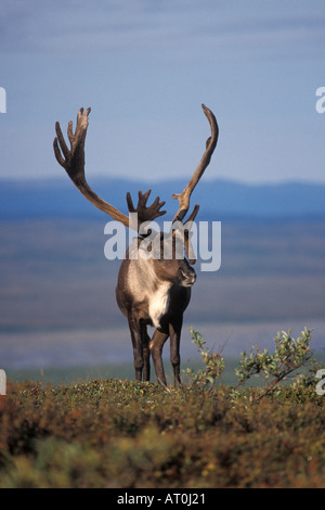 Rangifer Tarandus Caribou Stier innen Denali Nationalpark in Alaska Stockfoto