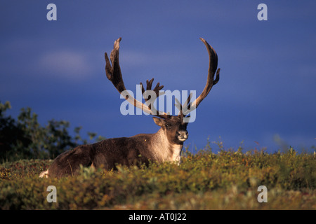 Rangifer Tarandus Caribou Stier ruht im Denali-Nationalpark innen Alaska Stockfoto