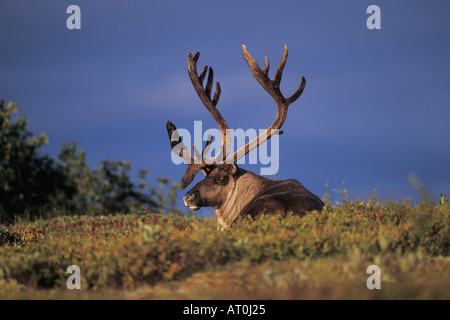 Rangifer Tarandus Caribou Stier ruht im Denali-Nationalpark innen Alaska Stockfoto