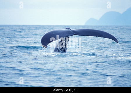 Buckelwal Impressionen Novaeangliae Schweif in Auferstehung Bay Kenai Fjords Nationalpark Yunan Alaska Stockfoto