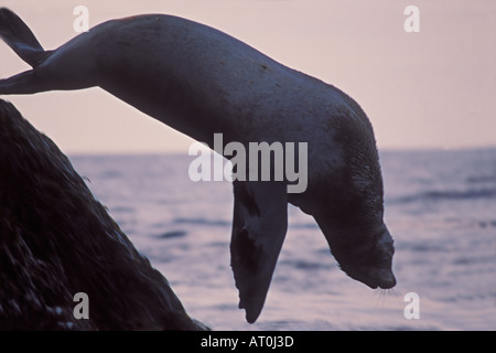 Gefährdeten Steller Seelöwen Eumetopias Jubatus taucht von Felsen in Gewässern Auferstehung Bay Chiswell Islands Alaskas Stockfoto