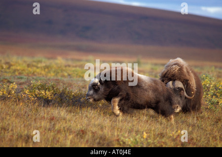 Moschusochsen Ovibos Moschatus Bull Düfte und jagt eine junge Kuh für die Paarung während der Brunft zentrale Arktis Alaska North Slope Stockfoto
