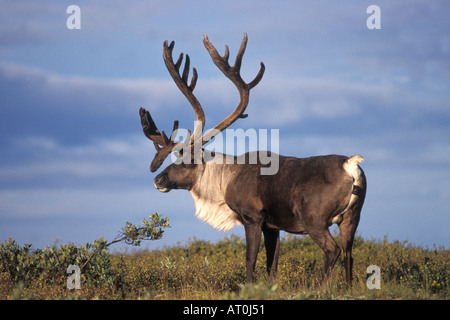 Rangifer Tarandus Caribou Stier im Denali-Nationalpark innen Alaska Stockfoto