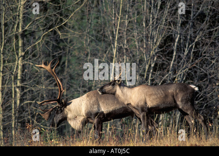 Vom Aussterben bedrohte Woodland Caribou Rangifer Tarandus Bull und eine Kuh entlang eines Waldes in der südlichen Yukon Kanada Stockfoto