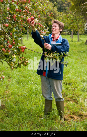 Traditionelle Apfelwein Apfel pflücken Burrington Court Somerset England Stockfoto