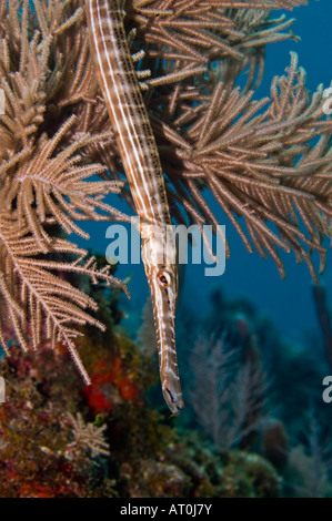 Trumpetfish im Versteck Stockfoto