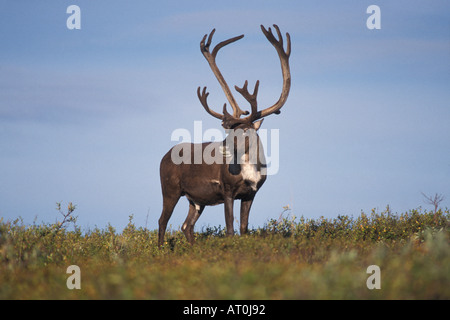 Rangifer Tarandus Caribou Stier im Denali-Nationalpark innen Alaska Stockfoto