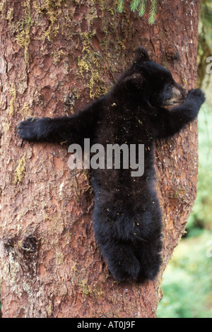 Schwarzbär Ursus Americanus Cub im Baum Anan Creek Tongass National Forest Südost-Alaska Stockfoto