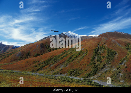 Südhänge der Brooks Range in Alaska, Farben des Herbstes Stockfoto