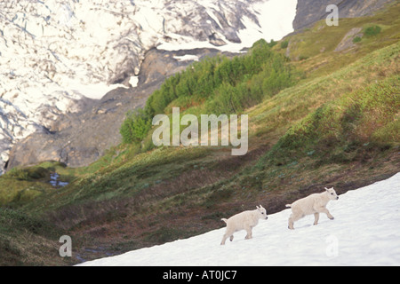 Bergziege Oreamnos Americanus Kinder zu Fuß entlang dem Schnee abgedeckt Hügel vor Exit Gletscher-Kenai Fjords Nationalpark Alaskas Stockfoto