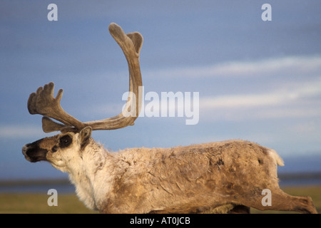 kargen Boden Caribou Rangifer Tarandus Stier mit samt Geweih Küstenebene der zentralen Arktis North Slope in Alaska Stockfoto