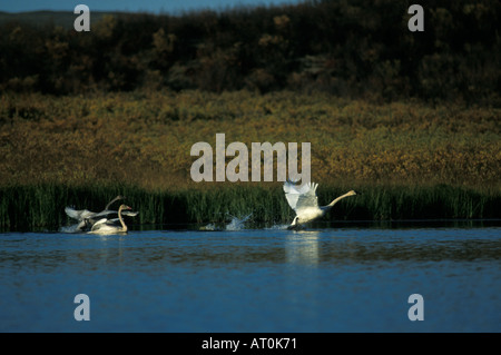 Whistling Schwan Cygnus Columbianus Erwachsener mit zwei jungen ausziehen auf der Flucht vor einem See im Inneren des Alaska Stockfoto