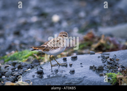 wenigsten Strandläufer Calidris Minutilla steht auf einem Felsen in Florida Everglades Nationalpark Stockfoto