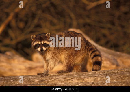 gemeinsamen Waschbär Procyon Lotor Jugend zu Fuß auf einem Treibholz Baumstamm entlang einer Küste Strand in Olympic Nationalpark Washington Stockfoto