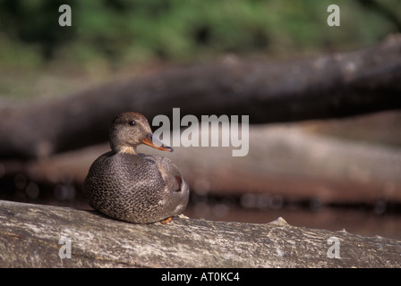 Gadwall Anas Strepera weibliche sitzt auf einem Baumstamm in Lake Washington Washington Stockfoto