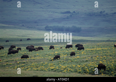 Bison Bison Bison Herde weidet sich an einem Hang in die National Bison Wildlife Refuge Montana Stockfoto