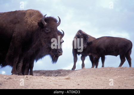 Bison Bison Bison Herde steht auf einem Hügel in die National Bison Wildlife Refuge Montana Stockfoto