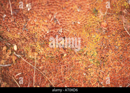 Haircap Moos Polytrichum Juniperinum oder schmale rotblättrige Moos in seiner Herbst Farben Cascade Nationalpark Washington Stockfoto