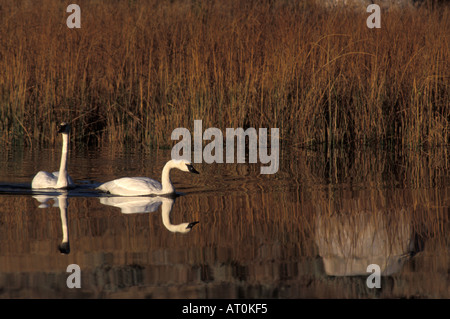 Trompeter Schwan Cygnus Buccinator paar auf einem Teich im Yellowstone-Nationalpark Montana Stockfoto