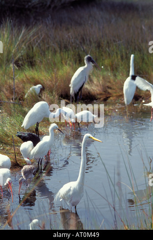 verschiedene Pelikane, Reiher, Woodstocks und Ibis feed in einem Sumpf an Merritt Island National Wildlife Refuge-Florida Stockfoto