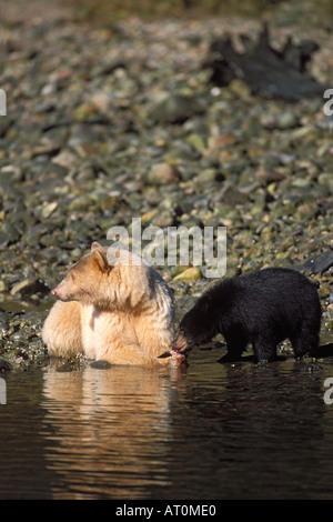 Spirit bear Kermode Schwarzbär, Ursus Americanus säen mit einer schwarzen Jungen Essen Lachsen zentralen Küste British Columbia Kanada Stockfoto