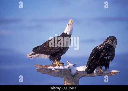 Weißkopfseeadler Haliaeetus Leucocephalus Erwachsene Anrufe aus Treibholz Barsch mit einer juvenilen Kachemak Bay Yunan Alaska Stockfoto